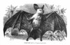 Vampire Bat /N(Vampyrus Spectrum). Wood Engraving, 19Th Century. Poster Print by Granger Collection - Item # VARGRC0064919