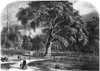 Boston Common: Great Elm. /Nthe Great Elm Tree At Boston Common, Which Was Destroyed In A Storm In 1876. Line Engraving, Mid 19Th Century. Poster Print by Granger Collection - Item # VARGRC0183651