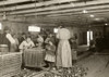 Hine: Oyster Shuckers, 1911. /Nyoung Boys And Girls Working Alongside Men And Women Shucking Oysters At The Dunbar Cannery Factory In Dunbar, Louisiana. Photograph By Lewis Hine, March 1911. Poster Print by Granger Collection - Item # VARGRC0130845