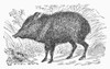 White-Lipped Peccary. /Nline Engraving, 19Th Century. Poster Print by Granger Collection - Item # VARGRC0101933