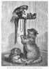 Dog & Parrot. /Nline Engraving, 19Th Century. Poster Print by Granger Collection - Item # VARGRC0100803