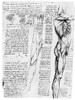 Leonardo: Anatomy, C1510. /Npen And Ink Study By Leonardo Da Vinci, C1509-10, Of The Superficial Muscles Of The Shoulder, Trunk And Leg. Poster Print by Granger Collection - Item # VARGRC0077739