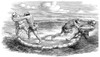 Sumo Wrestling, 1853. /N'Japan Sketches - Wrestler Excluded From The Ring.' Wood Engraving, American. Poster Print by Granger Collection - Item # VARGRC0029779