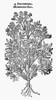 Botany: Mountain Rue, 1597. /Nruta Montana. Woodcut From John Gerard'S 'Herball.' Poster Print by Granger Collection - Item # VARGRC0034753