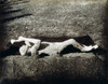 Pompeii: Plaster Cast. /Nplaster Cast Of A Victim Of The Eruption Of Mount Vesuvius, Italy, In 79 A.D. That Destroyed Pompeii: Photograph, C1873. Poster Print by Granger Collection - Item # VARGRC0052115