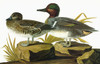 Audubon: Teal. /Ngreen-Winged Teal (Anas Crecca). Engraving After John James Audubon For His 'Birds Of America,' 1827-38. Poster Print by Granger Collection - Item # VARGRC0325331