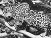 Jaguars. /Ntwo Jaguar Cubs In The Amazon Jungle. Photographed 20Th Century. Poster Print by Granger Collection - Item # VARGRC0100976