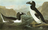 Audubon: Auk. /Ngreat Auk (Pinguinus Impennis). Engraving After John James Audubon For His 'Birds Of America,' 1827-38. Poster Print by Granger Collection - Item # VARGRC0350675