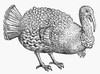 Turkey, 1560. /Nwild Turkey (Meleagris Gallopavo). Woodcut From Konrad Von Gesner'S 'Icones Avium Omnium,' Zurich, Switzerland, 1560. Poster Print by Granger Collection - Item # VARGRC0039766