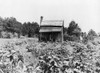 Mississippi: Farm, 1937. /Na Sharecropper'S Cabin With Cotton And Corn Growing, Near Jackson, Mississippi. Photograph By Dorothea Lange, June 1937. Poster Print by Granger Collection - Item # VARGRC0123130