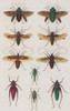 Insects, Seba's Thesaurus, 1734 Poster Print by Science Source - Item # VARSCIBW7023