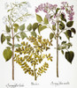 Lilac And Box, 1613. /Nwhite Lilac (Oleaceae), Box (Buxaceae) And Mauve Lilac (Oleaceae). Engraving For Basilius Besler'S 'Florilegium,' Published In Nuremberg In 1613. Poster Print by Granger Collection - Item # VARGRC0056555