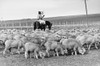Peace Corps: Uruguay. /Na Shepherd On Horseback In Uruguay With His Flock. Photograph, C1965. Poster Print by Granger Collection - Item # VARGRC0175218
