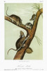 Audubon: Woodrat. /Neastern, Or Florida, Woodrat (Neotoma Floridana). Lithograph, C1849, After A Painting By John James Audubon For His 'Viviparous Quadrupeds Of North America.' Poster Print by Granger Collection - Item # VARGRC0352811