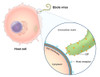 Ebola Virus Replication Poster Print by Evan Oto/Science Source - Item # VARSCIJB6300