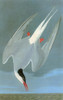 Audubon: Tern. /Narctic Tern (Sterna Paradisaea). Engraving After John James Audubon For His 'Birds Of America,' 1827-38. Poster Print by Granger Collection - Item # VARGRC0350505