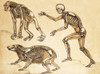 Skeletons of Man, Ape, Bear, 1860 Poster Print by Science Source - Item # VARSCIJB5454