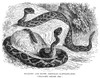 Rattlesnakes. /Neastern Diamondback Rattlesnake (Crotalus Adamanteus, Top) And South American Rattlesnake (Crotalus Horridus). Wood Engraving, Late 19Th Century. Poster Print by Granger Collection - Item # VARGRC0084073