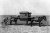 China: Sedan Chair, C1910. /Nsedan Chair Carried By Two Mules In China. Photograph, C1910. Poster Print by Granger Collection - Item # VARGRC0115730