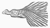 Bird, 16Th Century. /Nbird Of Paradise. Woodcut, 16Th Century. Poster Print by Granger Collection - Item # VARGRC0096519