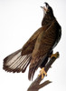 Audubon: Bald Eagle. /N[Immature] Bald Eagle (Haliaeetus Leucocephalus), From John James Audubon'S 'Birds Of America,' 1827-1838. Poster Print by Granger Collection - Item # VARGRC0027446