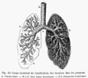 Respiratory System. /Ncross-Section Of Human Lungs. Line Engraving, 19Th Century. Poster Print by Granger Collection - Item # VARGRC0065321