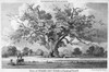 The Fairlop Oak. /Nthe Fairlop Oak In Epping Forest, England. Etching And Engraving, English, 1802. Poster Print by Granger Collection - Item # VARGRC0045130