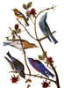 Audubon: Bluebirds. /Nfrom Top: Townsend'S Warbler, Mountain Bluebird, Western Bluebird, From John James Audubon'S 'The Birds Of America,' 1827-1838. Poster Print by Granger Collection - Item # VARGRC0007834