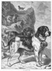 St. Bernard. /Nline Engraving, 19Th Century. Poster Print by Granger Collection - Item # VARGRC0100806