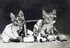 Frees: Kittens, C1915. /N'Mischief Makers.' Photograph By Harry Whittier Frees, C1915. Poster Print by Granger Collection - Item # VARGRC0353275