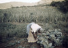 Migrant Worker, 1941. /Nafrican American Migrant Worker Working In Cabbage Patch, Puerto Rico. Photograph, December, 1941 By Jack Delano. Poster Print by Granger Collection - Item # VARGRC0106677