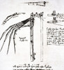 Leonardo: Flying Machine. /Nleonardo Da Vinci. Flying Machine. Poster Print by Granger Collection - Item # VARGRC0024058