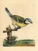 Blue Tit  Cyanistes Caeruleus Poster Print By ® Florilegius / Mary Evans - Item # VARMEL10940263