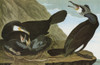 Audubon: Cormorant. /Ngreat Cormorant (Phalacrocorax Carbo). Engraving After John James Audubon For His 'Birds Of America,' 1827-38. Poster Print by Granger Collection - Item # VARGRC0324846