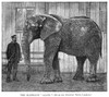 Alice The Elephant, 1886. /Nalice, The Elephant, A Companion Of Jumbo, In London. Wood Engraving, 1886. Poster Print by Granger Collection - Item # VARGRC0382899