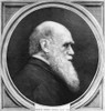 Charles Robert Darwin /N(1809-1882). English Naturalist. Wood Engraving, 1882. Poster Print by Granger Collection - Item # VARGRC0031279