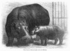 Hippopotamus And Baby. /Nbaby Hippopotamus And Mother At The London Zoological Gardens. Wood Engraving, 1873. Poster Print by Granger Collection - Item # VARGRC0101759