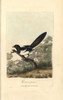 Magpie  Corvus Pica  Pica Pica Poster Print By ® Florilegius / Mary Evans - Item # VARMEL10937307