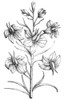 Botany: Larkspur, 1612. /Ndelphinium Ajacis, Blue. Line Engraving From Emanuel Sweerts' 'Florilegium,' 1612. Poster Print by Granger Collection - Item # VARGRC0076467