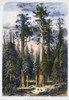 Mariposa Grove, 1874. /Nthe Mariposa Grove Of Big Trees In The Yosemite Valley, California. Wood Engraving, American, 1874. Poster Print by Granger Collection - Item # VARGRC0087267