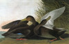 Audubon: Duck. /Namerican Black Duck (Anas Rubripes). Engraving After John James Audubon For His 'Birds Of America,' 1827-38. Poster Print by Granger Collection - Item # VARGRC0325329