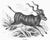 East Africa: Kudu. /Ntragelaphus Imberbis. Line Engraving, 19Th Century. Poster Print by Granger Collection - Item # VARGRC0100689