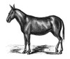 Donkey, 19Th Century. /Na Donkey Or Mule. Engraving, 19Th Century. Poster Print by Granger Collection - Item # VARGRC0268686