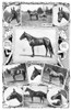 Trotter Racehorses, 1902. /Nnotable Trotters. Photographs And Illustrations, 1902. Poster Print by Granger Collection - Item # VARGRC0370216