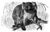 Koala. /Nline Engraving, 19Th Century. Poster Print by Granger Collection - Item # VARGRC0082053