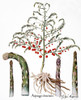 Botany: Asparagus, 1613. /Ncommon Asparagus (Asparagus Officinalis) And Asparagus Shoots: Engraving For Basilius Besler'S 'Florilegium', Published In Nuremberg In 1613. Poster Print by Granger Collection - Item # VARGRC0043686
