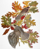 Audubon: Jay. /Ngray Jay (Perisoreus Canadensis), From John James Audubon'S 'The Birds Of America,' 1827-1838. Poster Print by Granger Collection - Item # VARGRC0007623