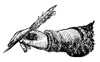 Quill, 19Th Century./Nline Engraving. Poster Print by Granger Collection - Item # VARGRC0006981