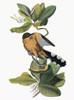 Audubon: Cuckoo. /Nmangrove Cuckoo (Coccyzus Minor). Engraving After John James Audubon For His 'Birds Of America,' 1827-38. Poster Print by Granger Collection - Item # VARGRC0350688