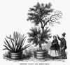 Agave And Lemon Tree. /Nan Agave Plant And A Lemon Tree, As Seen By Visitors To George Washington'S Garden At Mount Vernon. Wood Engraving, American, 1883. Poster Print by Granger Collection - Item # VARGRC0111652